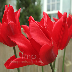 Tulipa 'Pieter de Leur' - Tulip