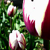 Tulipa - Rems Favourite