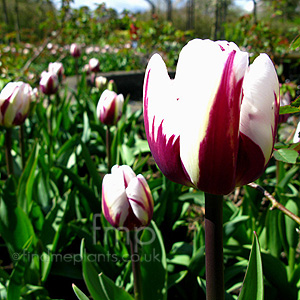 Tulipa 'Rems Favourite' - Tulip