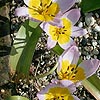 Tulipa Saxatilis