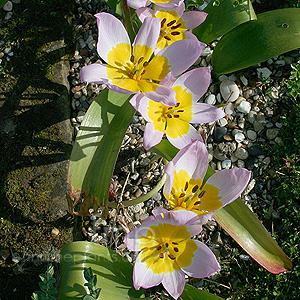 Tulipa Saxatilis - Cliff Tulip