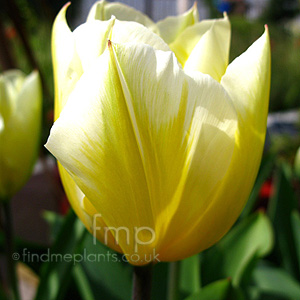 Tulipa 'Sweetheart' - Tulip