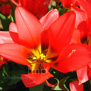 Tulipa  'Toronto'