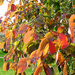 Ulmus Laevis - European White Elm