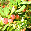 Vaccinium Moupinense