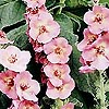 Verbascum X Phoenicuem - Shirley Johns