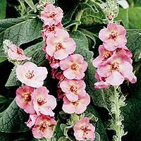 Verbascum X Phoenicuem 'Shirley Johns' - Purple Mullien