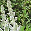 Verbascum Bombyciferum