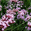 Verbena Bonariensis