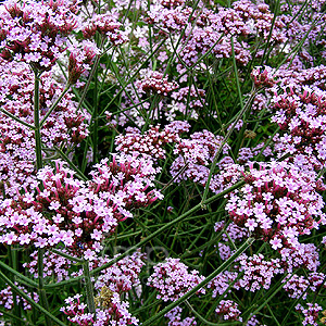 Verbena Bonariensis - Verbena