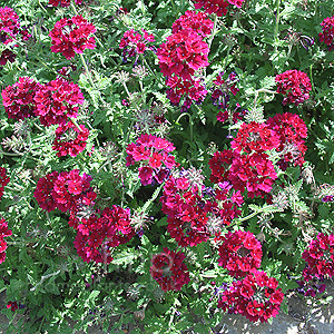 Verbena 'Claret' - Verbena