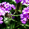 Verbena Rigida