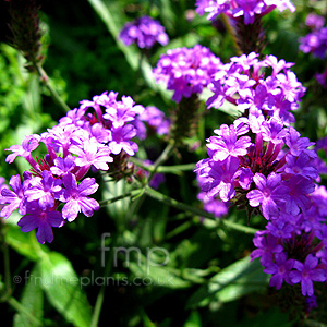 Verbena Rigida - Verbena