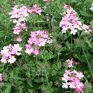 Verbena 'Silver Anne' - Verbena