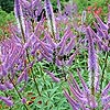 Veronicastrum Virginicum - Fascination