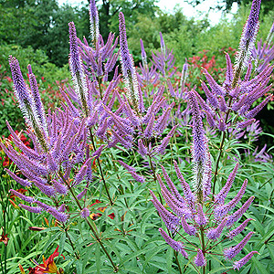 Veronicastrum Virginicum 'Fascination' - Culver's Root 'Fascination'