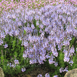 Veronica Pinnata 'Blue Eyes' - Speedwell, Veronica