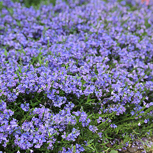 Veronica Prostrata - Prostrate Speedwell