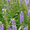 Veronica Spicata