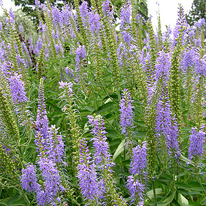 Veronica Spicata - Herbaceous Veronica