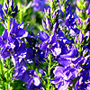 Veronica Teucrium