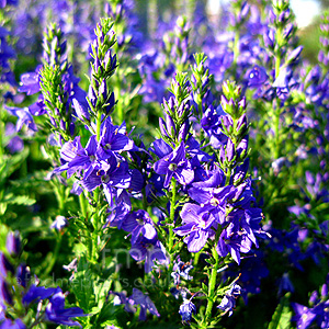 Veronica Teucrium - Veronica