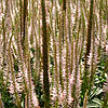 Veronicastrum Virignicum - Lavendelturm