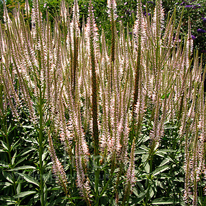 Veronicastrum Virignicum 'Lavendelturm' - Culver's Root