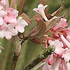 Viburnum X Bodnantense - Charles Lamont