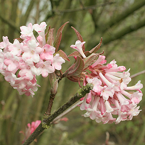 Viburnum X Bodnantense 'Charles Lamont'