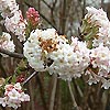 Viburnum Bodnantense - Charles Lamont