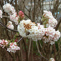 Viburnum Bodnantense 'Charles Lamont' - Viburnum