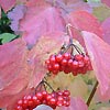 Viburnum Opulus