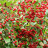 Viburnum Betulifolium