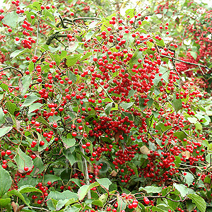 Viburnum Betulifolium