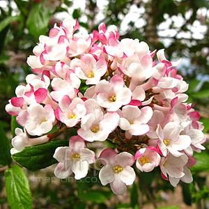 Viburnum X Burkwoodii 'Mohawk'