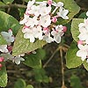 Viburnum Carlesii - Diana