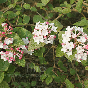 Viburnum Carlesii 'Diana' - Viburnum