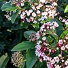 Viburnum Tinus - Eve Price