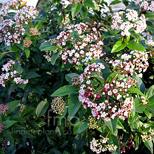 Viburnum Tinus 'Eve Price' - Laurustinus