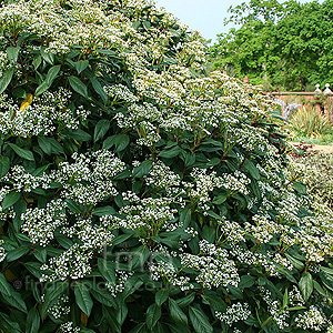 Viburnum X Globosum 'Jermyns Globe'