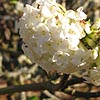 Viburnum Grandiflorum - foetens