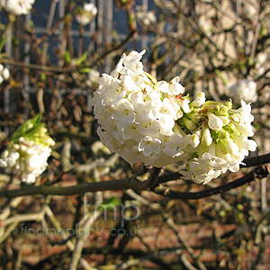 Viburnum Grandiflorum foetens - Viburnum