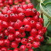 Viburnum Lanata