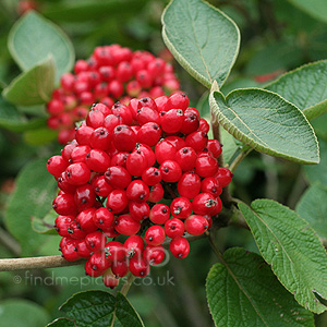 Viburnum Lanata - Way Faring Tree