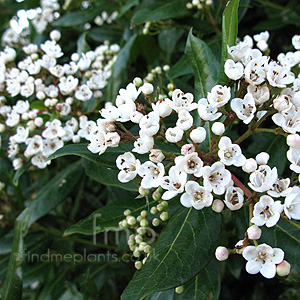 Viburnum Tinus 'Lucidum'