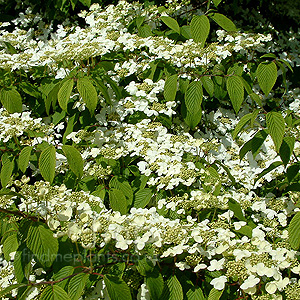 Viburnum Plicatum 'Meriesii'