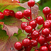 Viburnum Opulus