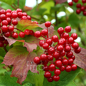 Viburnum Opulus - Guelder Rose