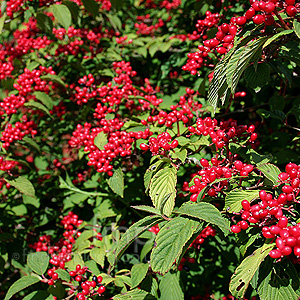 Viburnum Plicatum 'Pink Beauty'